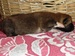 Shiba inu Tajga 2012_09_krokodylek_9 dnu2.jpg