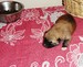 Shiba inu Tajga 2012_09_skala_9 dnu1.jpg