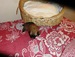 Shiba inu Tajga 2012_09_skala_9 dnu2.jpg