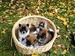 Shiba inu Tajga 2012_10_54.JPG