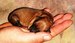 Shiba inu_Tajga_listopa_2011_poslední kluk