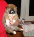 Shiba Sofie_list_2011_52_kluk.jpg