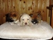 Shiba Sofie_list_2011_53.jpg