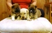 Shiba Sofie_list_2011_54.jpg