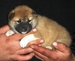 Shiba Sofie_list_2011_holky_41_podkol.jpg