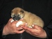 Shiba Sofie_list_2011_holky_42_podkol.jpg