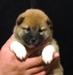 Shiba Sofie_list_2011_holky_44_podkol.jpg