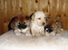 Shiba Sofie_list_2011_holky_52.jpg
