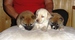Shiba Sofie_list_2011_holky_53.jpg