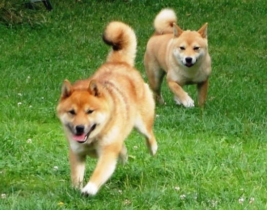 Shiba-inu