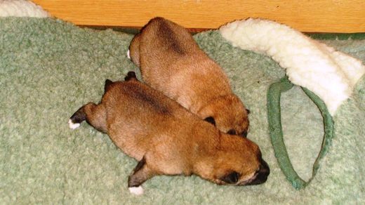 shiba inu - historie