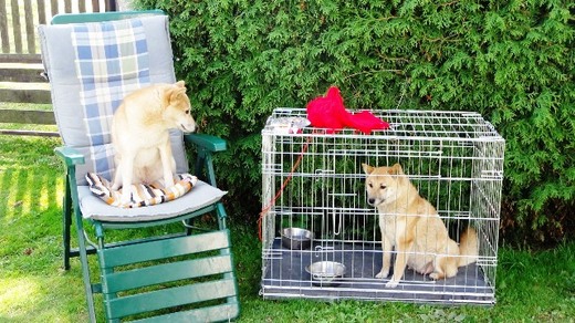 Shiba-inu