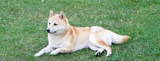 Shiba-inu