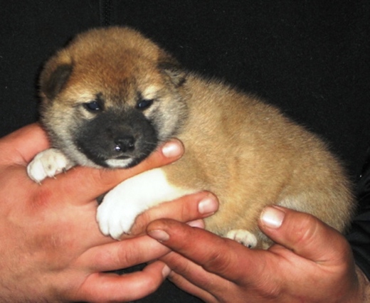 shiba inu - historie