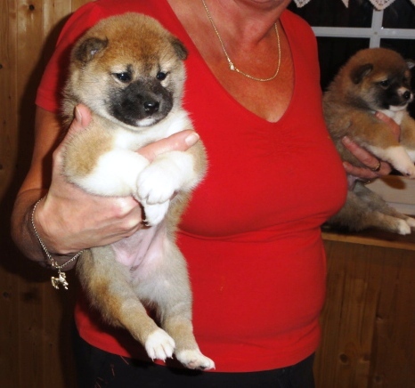 shiba inu - historie