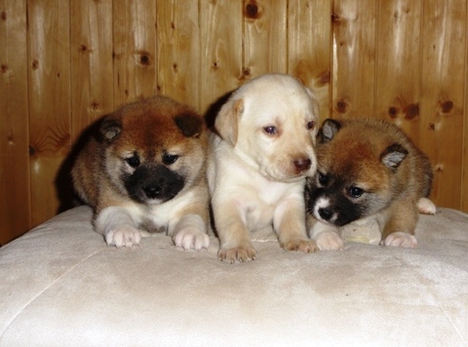 shiba inu - historie